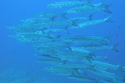 20000905_Shaab_Sharm_2_0007